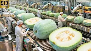 From Giant Winter Melon to Delicious Bottled Drink: Inside the Hidden Process (Full Tour)