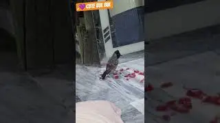 adrabil Bul bul 🐦&zwj;⬛ meror 🪞💚 mowmint #