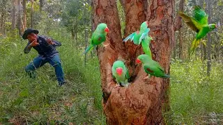 Parrot build a nest in a tree hole. #birds #babybird #egg #nest #nature #animals #forest #wildlife