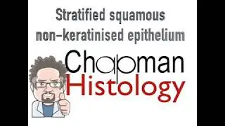 3 Min Histology - Stratified Squamous Non-Keratinised Epithelium