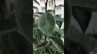 Elaeagnus malade
