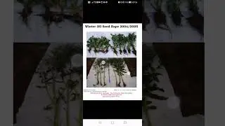 radacina mai mare la cultura de rapita cand aplicam #algemarine