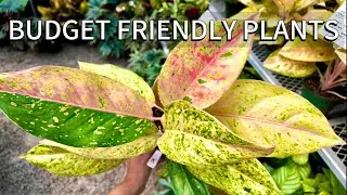 Affordable Plants! Best Finds Under $20  at Great Swamp Nursery