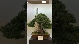 The Taikan-ten (2025) #bonsai #exhibition #art #livingart #kyoto #bonsai #fall