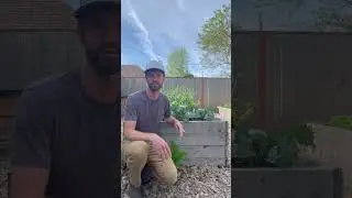 How To Assess Sun Exposure in your Vegetable Garden
