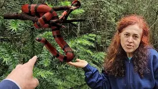 Coral Cobra, Chuchu, Banana и привитый Araucaria: тур по агролесоводству Ярд II