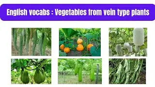 Vegetables from vine type plants|vein type plant's vegetables|vegetables names in english vocabulary