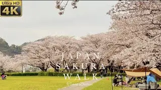 【4K】SAKURA SEASON IN JAPAN 🌸 | Relaxing Riverside Cherry Blossom Walk