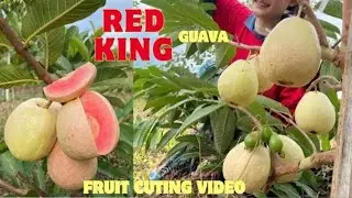 Red king guava plant available original varieties contact number 9635449080