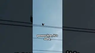 Why Birds Don't Get Zapped!