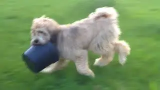 Tibetan terrier destroying a flower pot