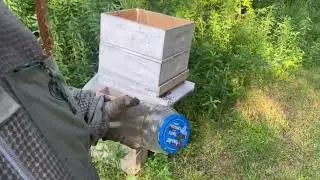 Swarm transfer into permanent bee hive 1 week later