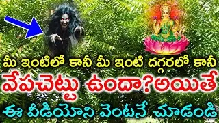 మీ ఇంటిలో కానీ మీ ఇంటి దగ్గరలో కానీ వేపచెట్టు ఉందా..అయితే ఈ వీడియోని వెంటనే చూడండి