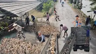 How to Transport 3000 Ducks onto a Truck