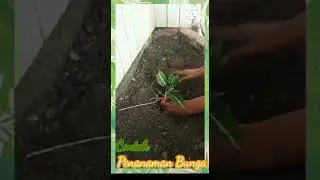 Tips menanam Bunga Tercepat