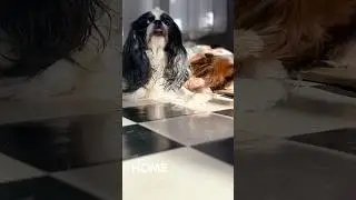 #shorts #love #dog #cavalierkingcharlesspaniel #собакаизприюта #домикмелкашей