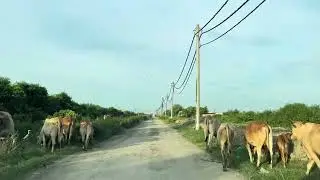 6/1/2026 从Taman Pekaka 前往Byram Nibong Tebal 陸地鱼圹看工 (安装无线套装闭路电视) Part 2