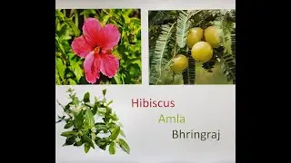 Part 117 Herbal cosmetics section6:Hibiscus, amla & bhringaraj - Science of cosmetics and personal