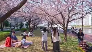4K HDR Memories of Tokyo Sakura 2025