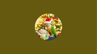 LIVE Bird Chat 🦜 Fun Parrot Facts & Q&A