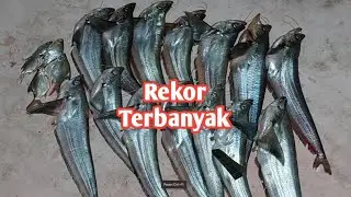 Full Strike Mancing Casting Ikan lais Tembiring Hasilnya Banyak #SA-282