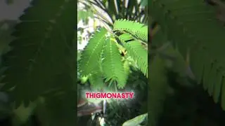 शर्मिला पौधा | Mysterious plant ☘️ 😱|MKH FACTS