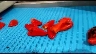Roasted Red Pepper Production - Turer Tarım Co. Turkey
