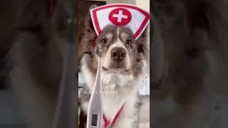 Nurse Luna at your service! (Throwback) #funnydogs #funnydogvideos #skit