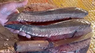 Big SOLA FISH Cutting Skills In Fish Market | Fish Cutting Skills