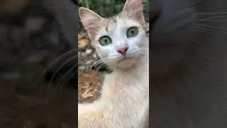 Shocked meow😳#village cat#like #catlover #viralshort #coorg girl