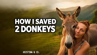 How I Saved 2 Donkeys 🫏 | Heartwarming Donkey Rescue Story & Transformation