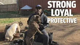 Behind Every Strong Dog... Is Loyalty Most People Will Never Experience 