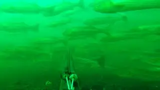 Block Island huge school of Stripers