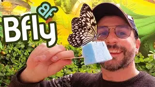 Magic of BFly: A Captivating Butterfly Aviary in Quebec