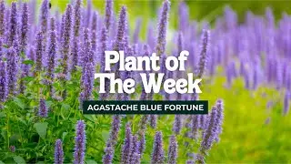 Agastache Blue Fortune: Grow a Butterfly Paradise in Your Garden!
