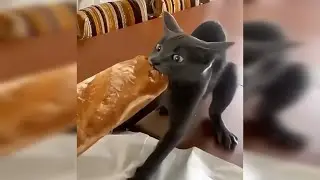 Funny Animals Cats&Dogs Part 16 🐈🐩#cat #dog #funny #video #kitten #puppy #animals