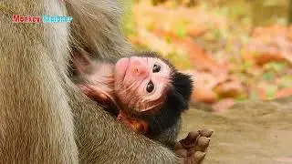 Congrats! Young mom monkey Deedee delivered a cute newborn named DELENA (girl) on December 07, 2019.