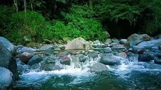 Tranquil River Stream Sleep Sounds to Help You Drift to Sleep Fast & Relax Completely