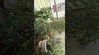 dekha use jab pahili bar ban gya diwana mai yaar