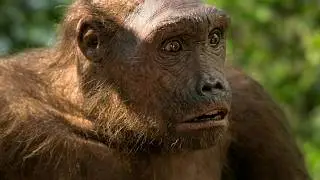 Our Oldest Ancestor: the Touma&iuml; Mystery
