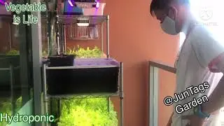 DW Vlog #51 - Darwin&rsquo;S visit to a good friend Jun Tagama&rsquo;s Hydroponic Garden at home...