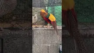 Corteggiamento Fagiano Dorato