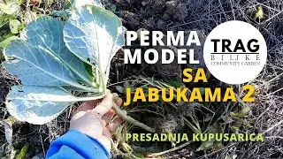 ZWIĘDŁE JABŁKA - MODEL PERMA 8 (2021) [ŚLAD ROŚLINY]