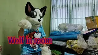 Wolf in room 😮