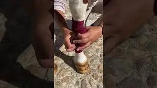 🐴 &iquest;Sabes c&oacute;mo colocar correctamente las vendas a tu caballo? 👐💡