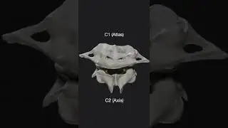 C1-C2 . atlas-axis bone movement