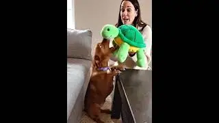 #puppy Adorable Fox Red Labrador  Caught Chewing Table&mdash;Toy Turtle to the Rescue! Dog Training Hack