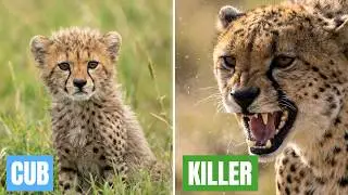 How does a Cheetah Cub become a Killer Cat?