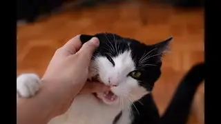 Baby Cat and Mom Sun Time | Cute Cat Family Moments