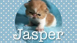 Orange Persian Kitten (Jasper)